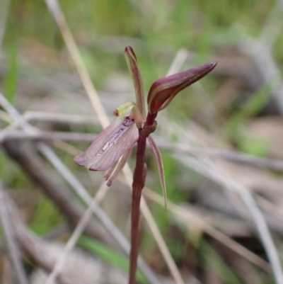 Cyrtostylis reniformis (Common Gnat Orchid) by AnneG1