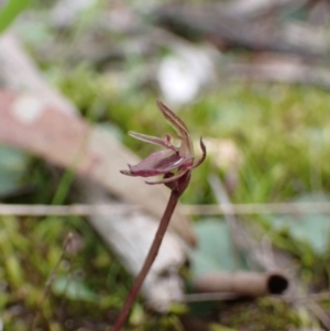 Cyrtostylis reniformis at suppressed - 29 Aug 2023