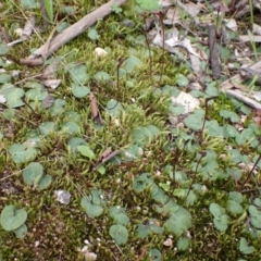 Cyrtostylis reniformis at suppressed - suppressed