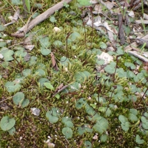 Cyrtostylis reniformis at suppressed - suppressed