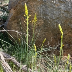 Bulbine glauca (Rock Lily) at Ulandra Nature Reserve - 6 Sep 2023 by JaneR