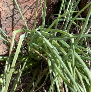 Bulbine glauca at Bethungra, NSW - 6 Sep 2023 01:21 PM