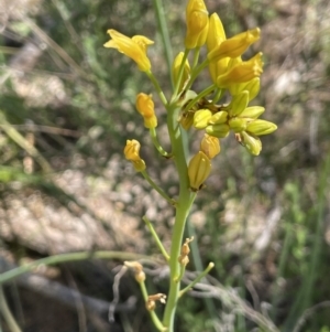 Bulbine glauca at Bethungra, NSW - 6 Sep 2023 01:21 PM