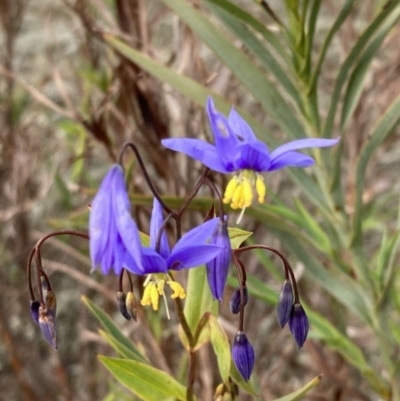 Stypandra glauca (Nodding Blue Lily) at Beechworth, VIC - 29 Aug 2023 by AnneG1