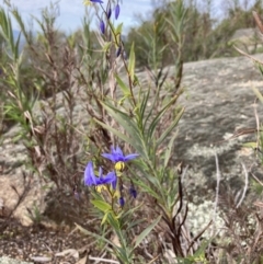 Stypandra glauca at Beechworth, VIC - 29 Aug 2023