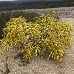 Acacia verniciflua (Varnish Wattle) at Chiltern-Mt Pilot National Park - 29 Aug 2023 by AnneG1