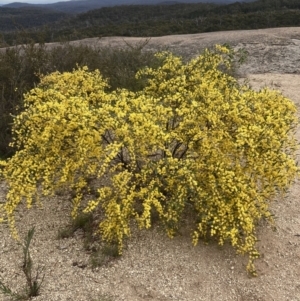 Acacia verniciflua (Varnish Wattle) at Beechworth, VIC by AnneG1