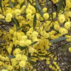 Acacia verniciflua at Beechworth, VIC - 29 Aug 2023 03:27 PM