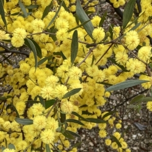 Acacia verniciflua at Beechworth, VIC - 29 Aug 2023 03:27 PM