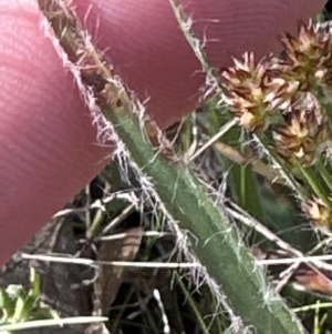 Luzula meridionalis at Belconnen, ACT - 9 Sep 2023