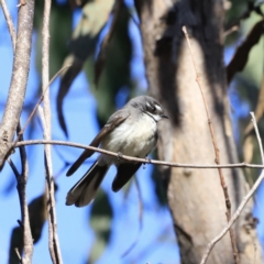 Rhipidura albiscapa (Grey Fantail) at Block 402 - 8 Sep 2023 by JimL