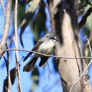 Rhipidura albiscapa at Denman Prospect, ACT - 9 Sep 2023