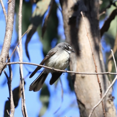 Rhipidura albiscapa (Grey Fantail) at Block 402 - 8 Sep 2023 by JimL