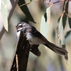 Rhipidura albiscapa at Denman Prospect, ACT - 9 Sep 2023