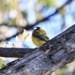 Pachycephala pectoralis (Golden Whistler) at Block 402 - 8 Sep 2023 by JimL