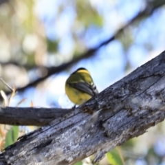 Pachycephala pectoralis at Denman Prospect, ACT - 9 Sep 2023