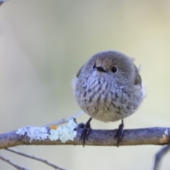 Acanthiza pusilla (Brown Thornbill) at Stromlo, ACT - 9 Sep 2023 by JimL