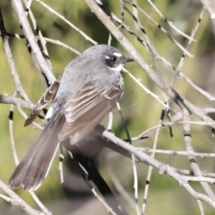 Rhipidura albiscapa (Grey Fantail) at Block 402 - 8 Sep 2023 by JimL