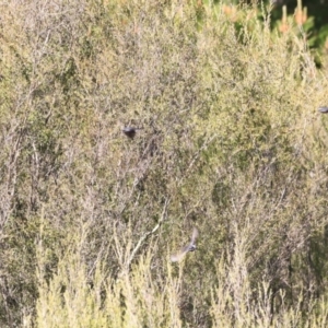 Rhipidura albiscapa at Stromlo, ACT - 9 Sep 2023