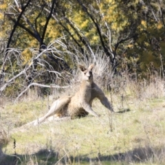 Macropus giganteus (Eastern Grey Kangaroo) at Piney Ridge - 8 Sep 2023 by JimL