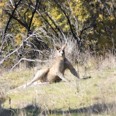 Macropus giganteus (Eastern Grey Kangaroo) at Stromlo, ACT - 9 Sep 2023 by JimL