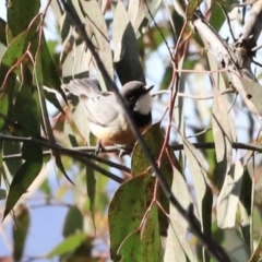 Pachycephala rufiventris (Rufous Whistler) at Piney Ridge - 8 Sep 2023 by JimL