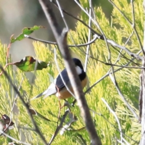 Pachycephala rufiventris at Denman Prospect, ACT - 9 Sep 2023