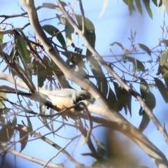 Pachycephala rufiventris at Denman Prospect, ACT - 9 Sep 2023