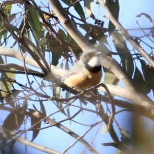 Pachycephala rufiventris at Denman Prospect, ACT - 9 Sep 2023