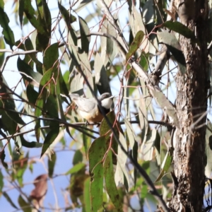 Pachycephala rufiventris at Denman Prospect, ACT - 9 Sep 2023