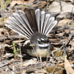 Rhipidura albiscapa (Grey Fantail) at Block 402 - 8 Sep 2023 by JimL