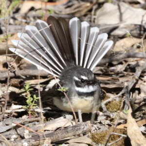 Rhipidura albiscapa at Denman Prospect, ACT - 9 Sep 2023