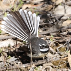 Rhipidura albiscapa at Denman Prospect, ACT - 9 Sep 2023