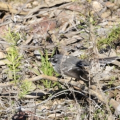 Rhipidura albiscapa at Denman Prospect, ACT - 9 Sep 2023