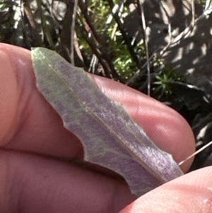 Senecio prenanthoides at Cook, ACT - 9 Sep 2023