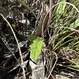 Senecio prenanthoides at Cook, ACT - 9 Sep 2023 10:29 AM