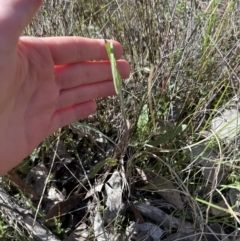 Senecio prenanthoides at Cook, ACT - 9 Sep 2023 10:29 AM