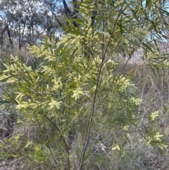 Acacia floribunda (White Sally Wattle, Gossamer Wattle) at Cook, ACT - 9 Sep 2023 by lbradley