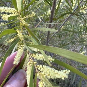 Acacia floribunda at Belconnen, ACT - 9 Sep 2023