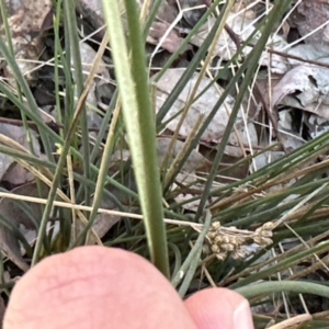 Juncus usitatus at Aranda, ACT - 9 Sep 2023