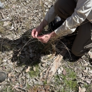 Juncus usitatus at Aranda, ACT - 9 Sep 2023