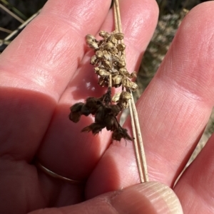 Juncus usitatus at Aranda, ACT - 9 Sep 2023 10:54 AM