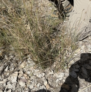 Juncus subsecundus at Aranda, ACT - 9 Sep 2023 10:56 AM