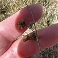 Juncus subsecundus at Aranda, ACT - 9 Sep 2023