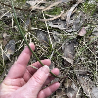 Thelymitra sp. (A Sun Orchid) at Aranda Bushland - 9 Sep 2023 by lbradley