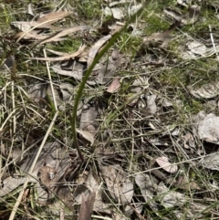 Thelymitra sp. at Aranda, ACT - 9 Sep 2023