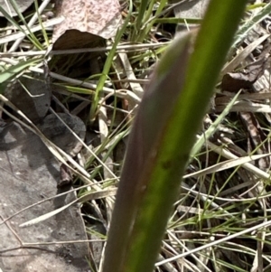 Thelymitra sp. at Aranda, ACT - 9 Sep 2023