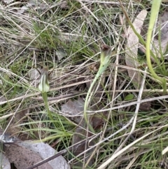 Pterostylis pedunculata (Maroonhood) at Aranda, ACT - 9 Sep 2023 by lbradley