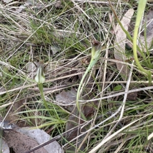 Pterostylis pedunculata at Aranda, ACT - 9 Sep 2023