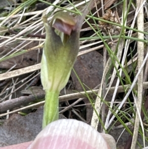 Pterostylis pedunculata at Aranda, ACT - 9 Sep 2023